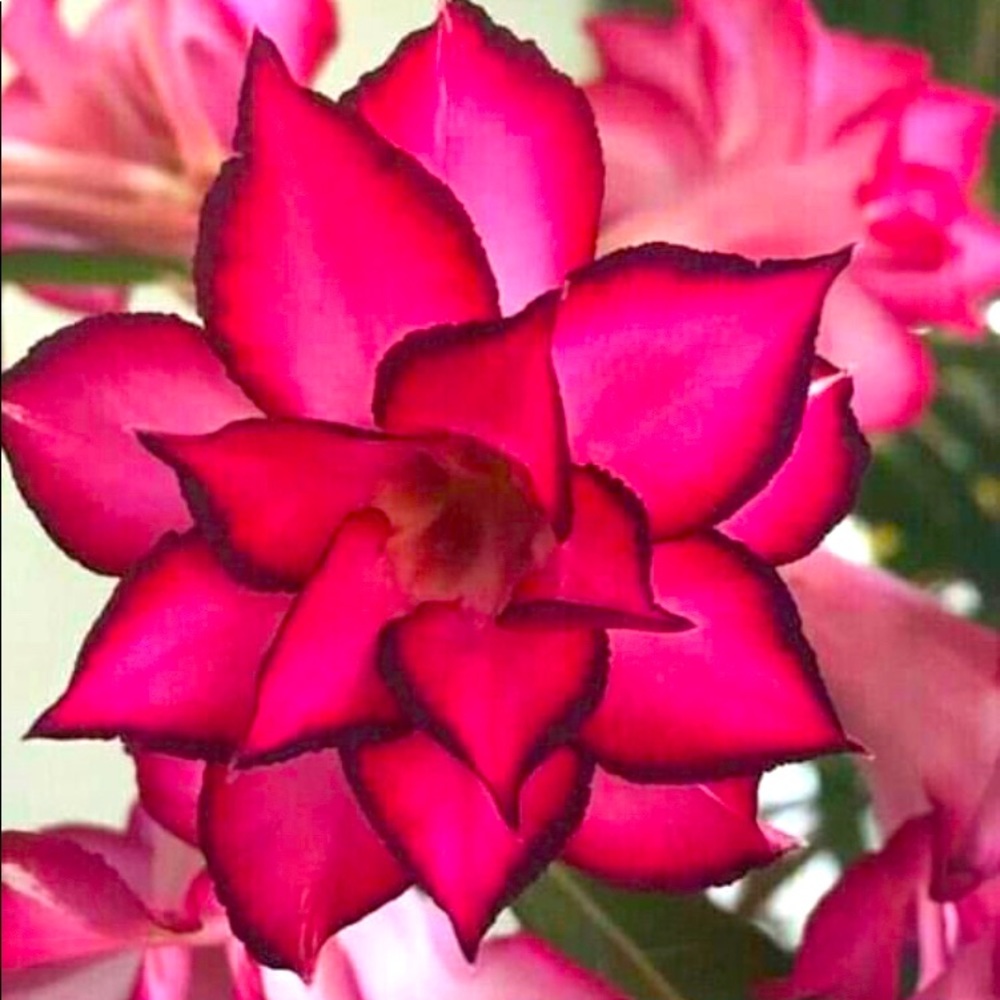 Meet your Posher, Becky